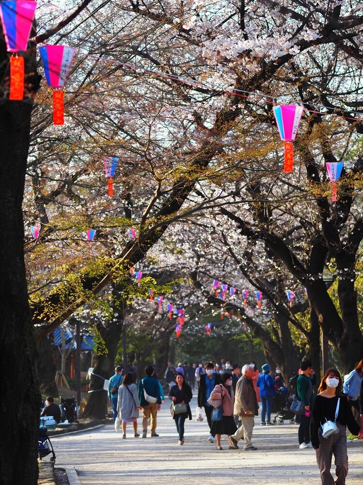 飛鳥山　桜並木　人