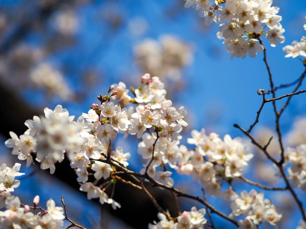 飛鳥山の桜の枝