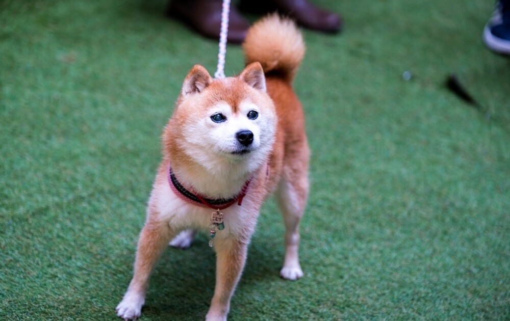 XF50-140ｍｍで撮影した豆柴こむぎちゃん