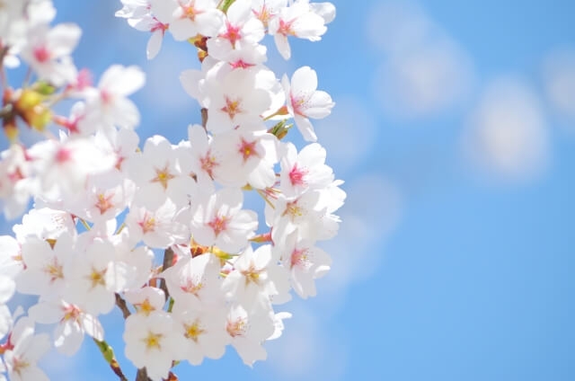 桜の枝　青い空