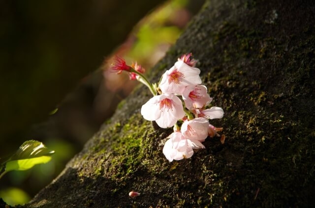 桜の木の根元の桜の赤ちゃん