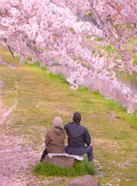 桜のお花見