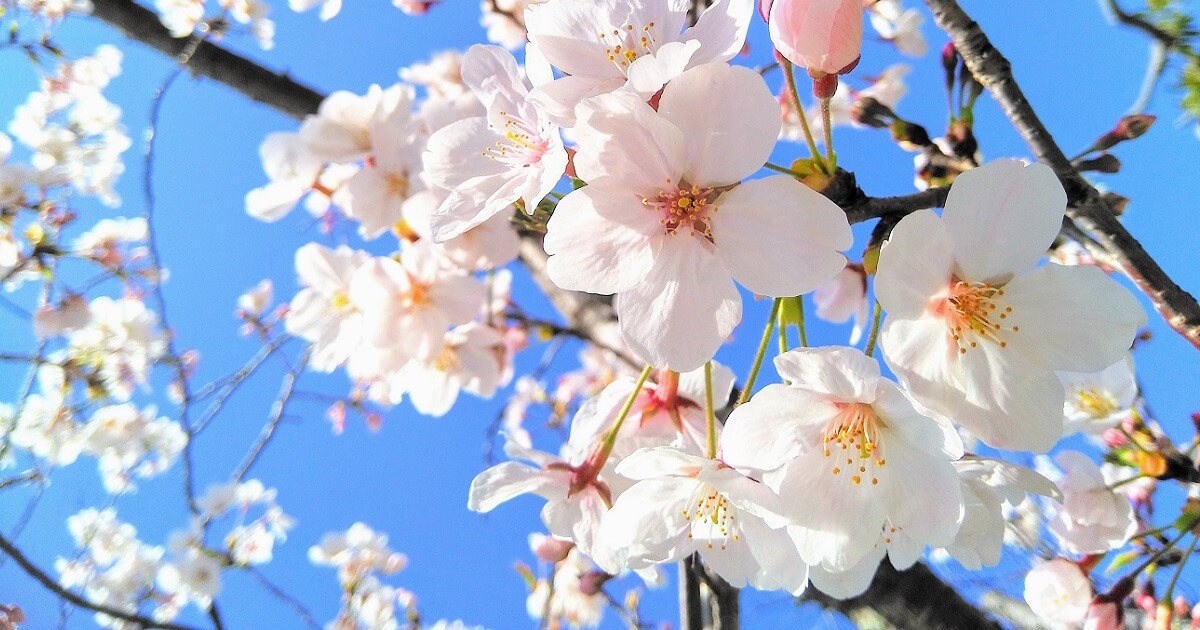 【初心者向け】キレイ、カンタンに誰かに見せたくなる「桜の撮影方法」について