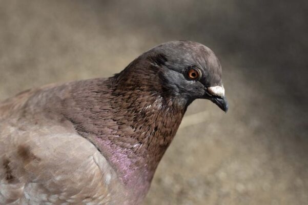 鳩の写真