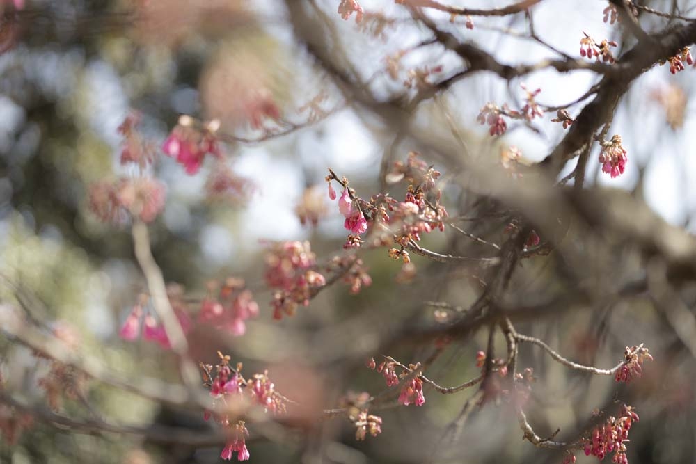 【手軽に持ち運べる！】CANON  RF85mm F2.0 MACRO IS STMのレンズを持ってお出かけ