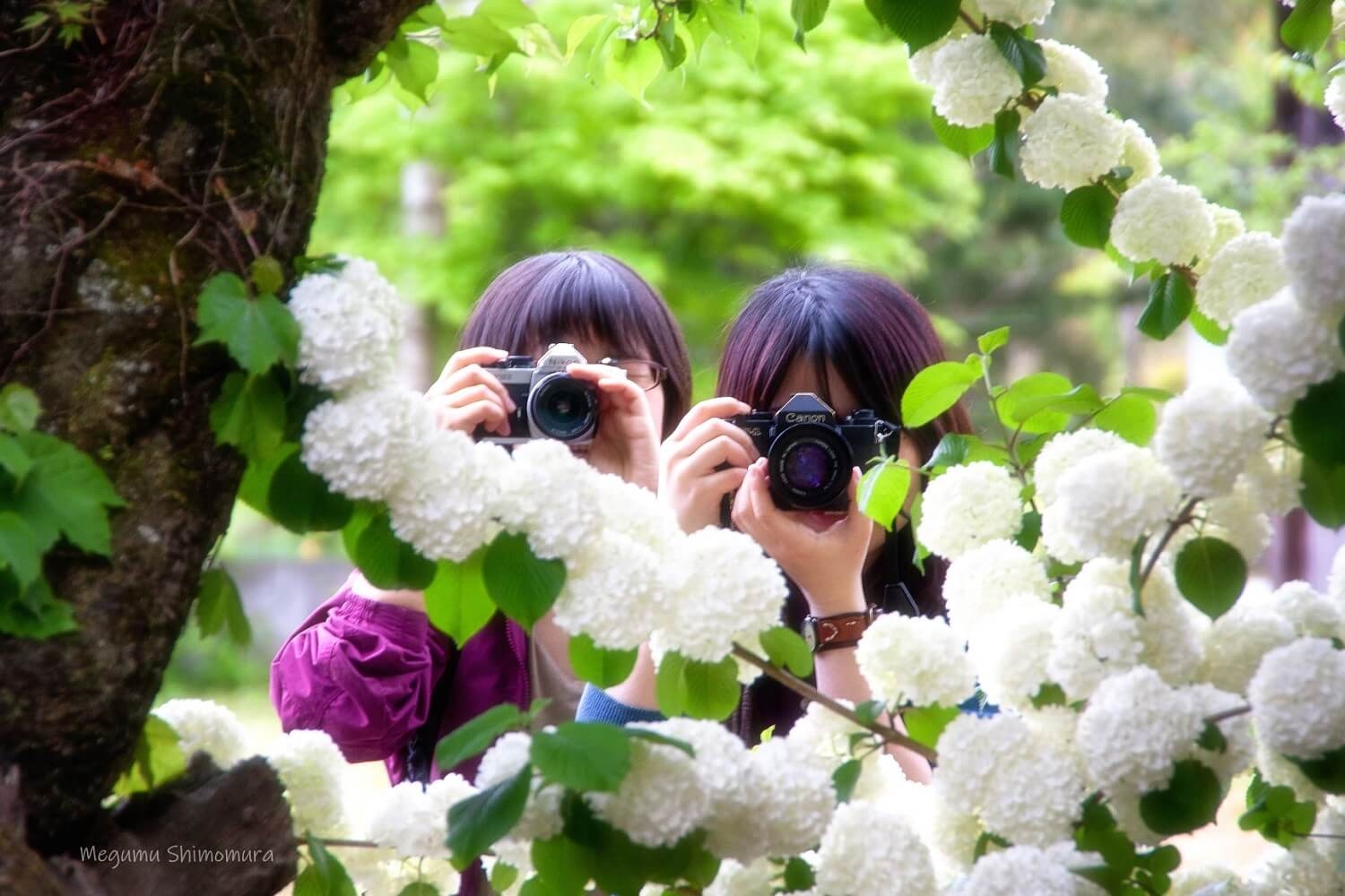 【おススメ】紫陽花（アジサイ）のカンタン撮影テクニック