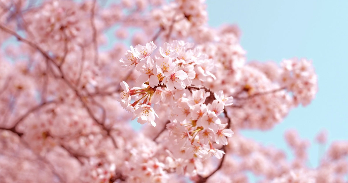 桜のきれいな撮り方！目的別におすすめのカメラとレンズも紹介